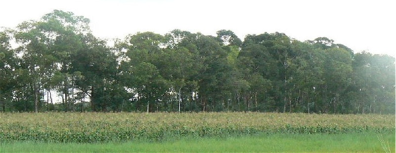 Maize fields in Malawi cultivated by the v-tractor